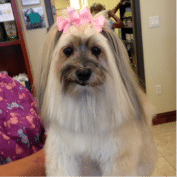 Long Haired Dog with a Bow