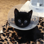 Kitten in a cone