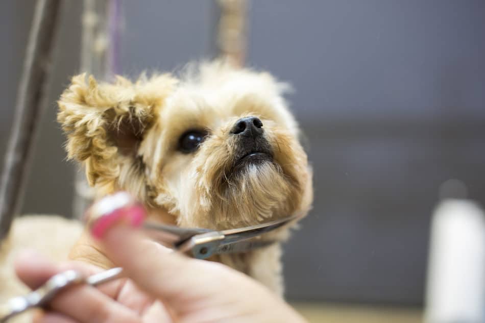 A dog having his chin hair cut