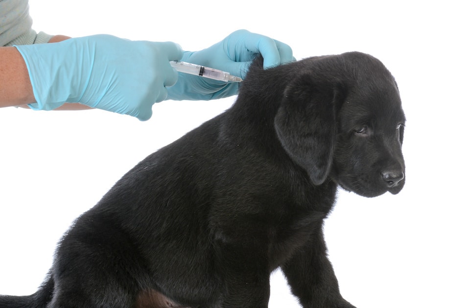 A puppy getting vaccinated
