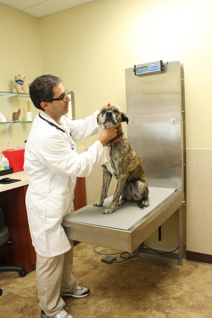 121 Dr. Ali Examining a Dog