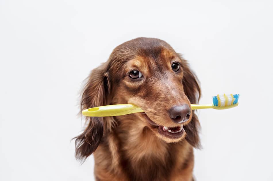 Dachshund dog with a toothbrush