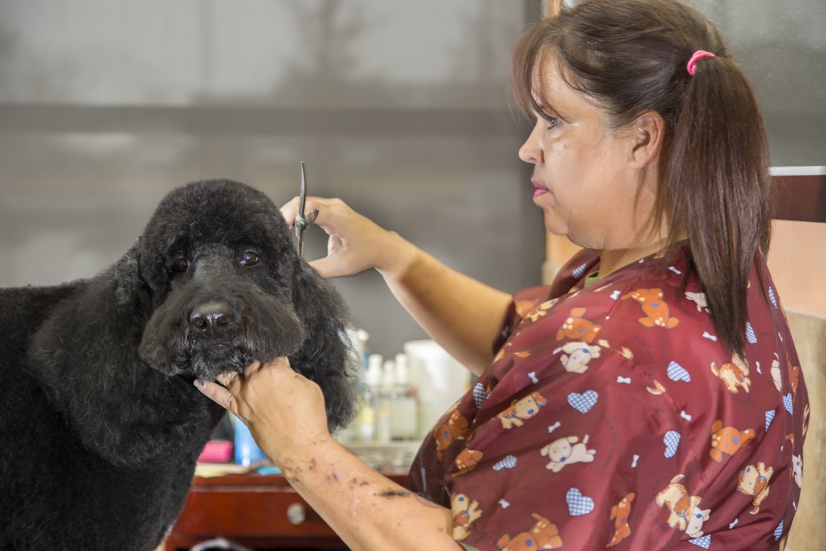 Grooming a Black Dogs Head