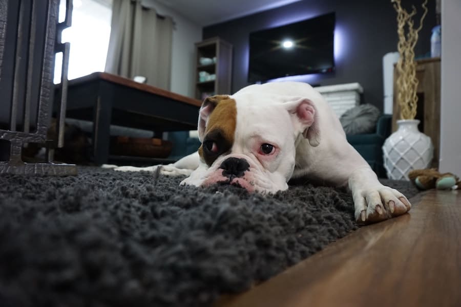 Sick Dog Lying on a Carpet
