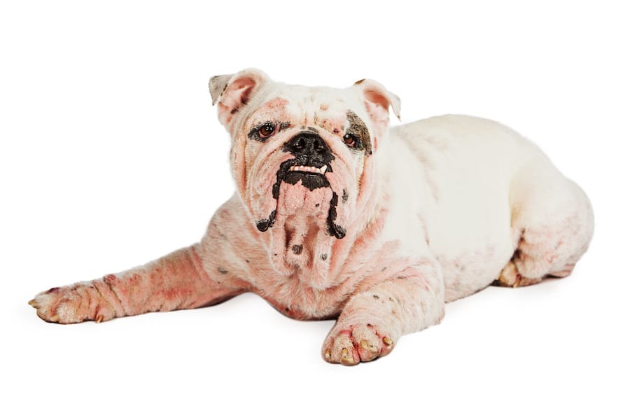 Dog With Skin Infection