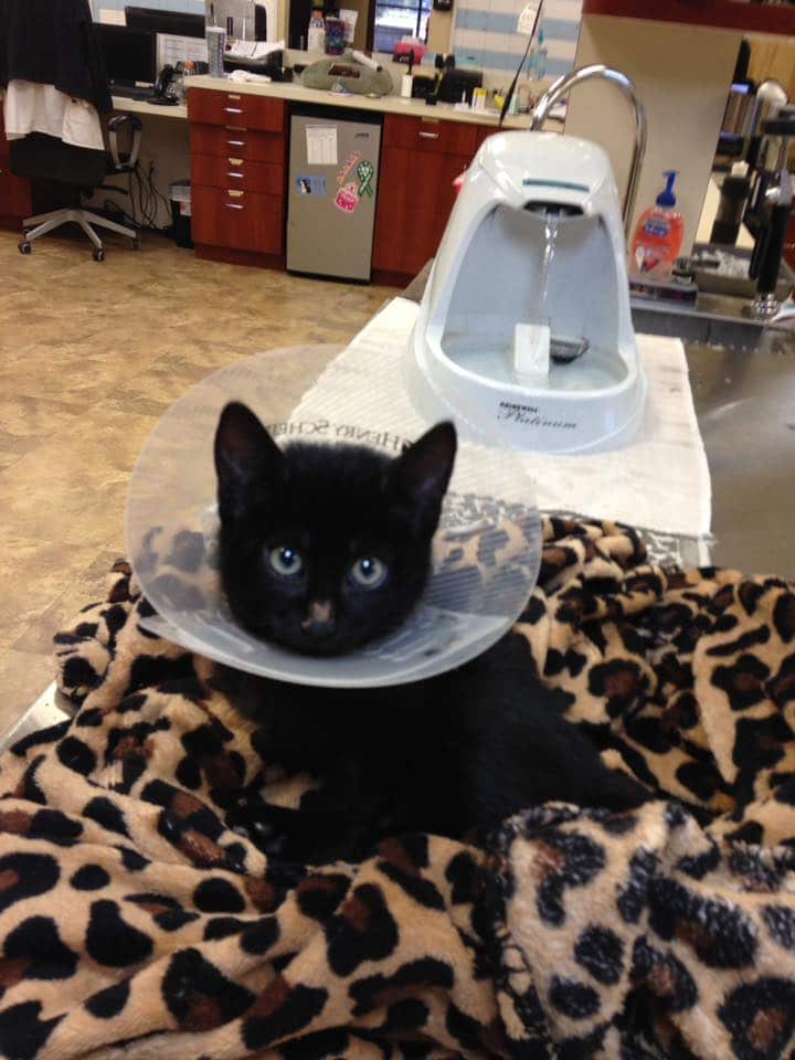 Kitten with a Cone on