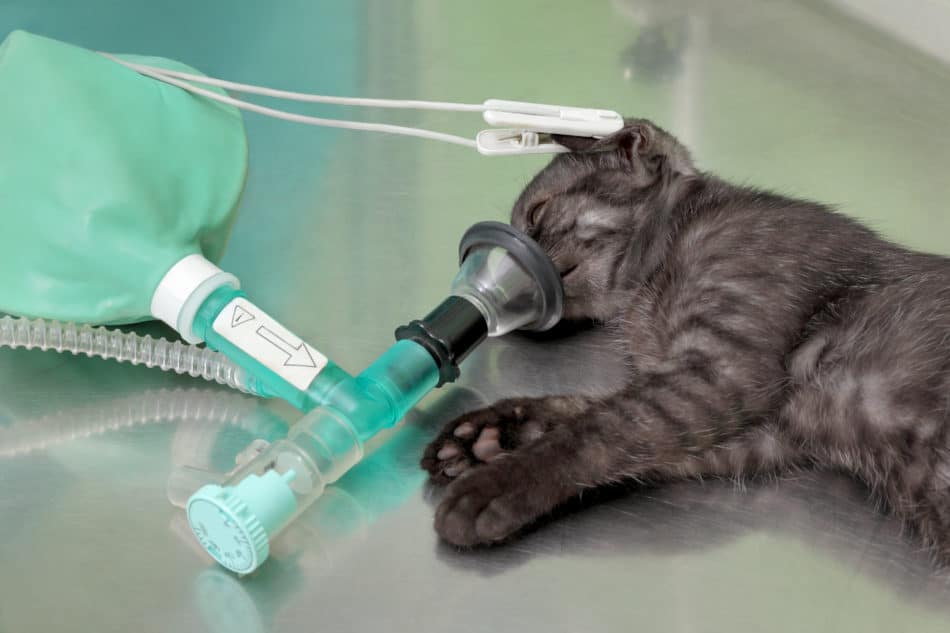 Animal surgery cat getting anesthesia