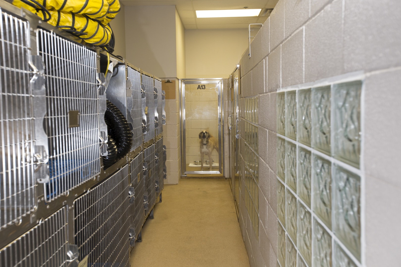 A_Dog_in_a_Pet_Room_at_the_end_of_the_Hallway_Frisco_TX_Allen_TX_Veterinarian
